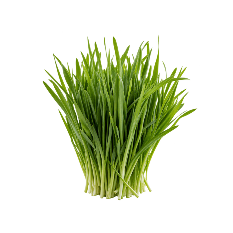 Wheatgrass